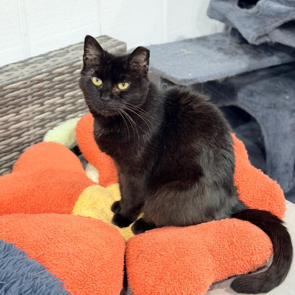 Black Velvet — thumbnail 5