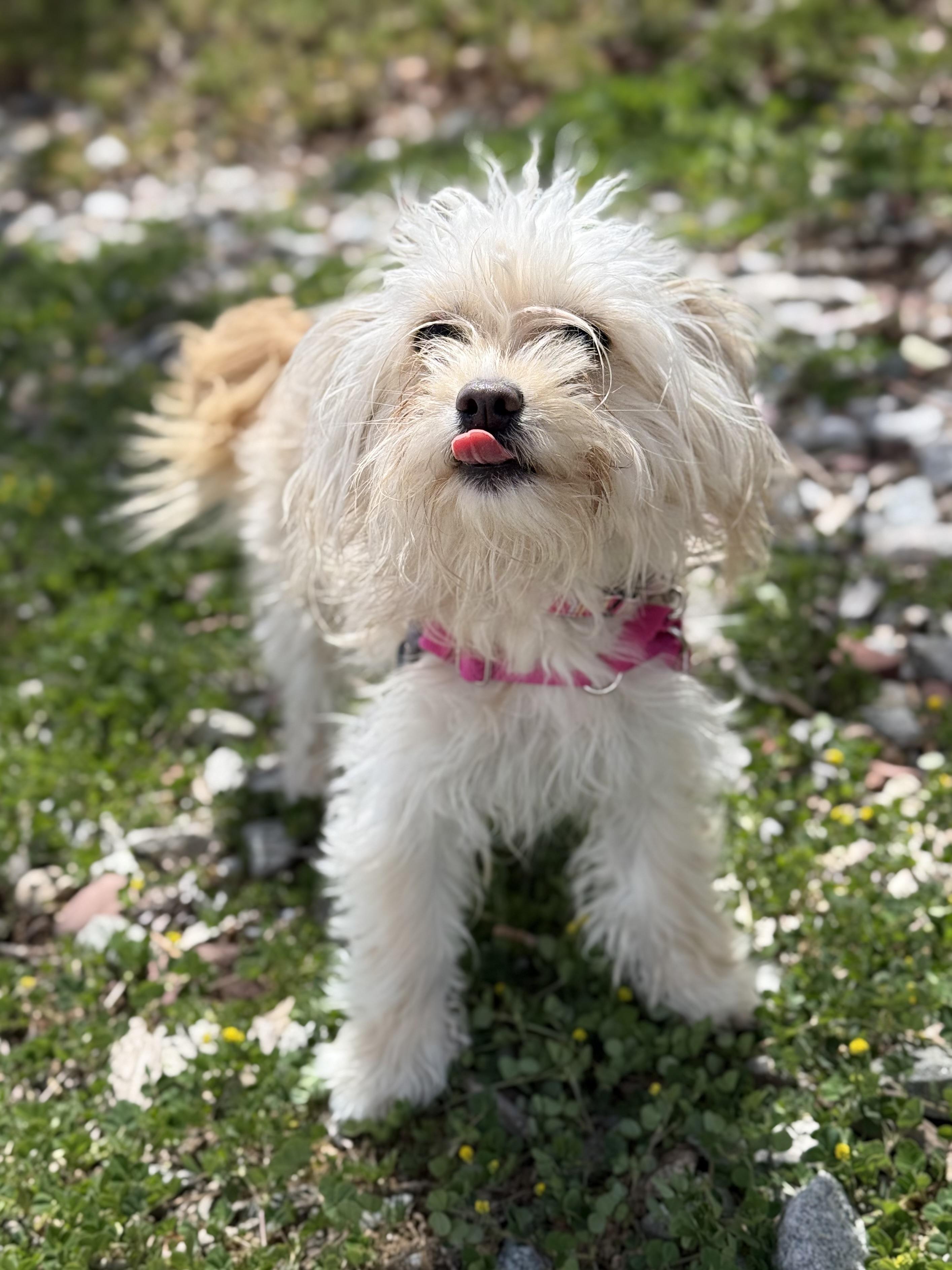 Stickers, adopted, Adult Female Terrier & Papillon.