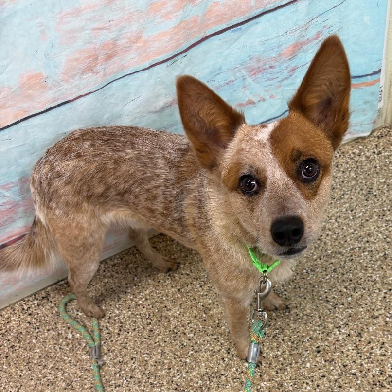 Copper, Adoptable, Young Male Cattle Dog & Australian Cattle Dog / Blue Heeler.