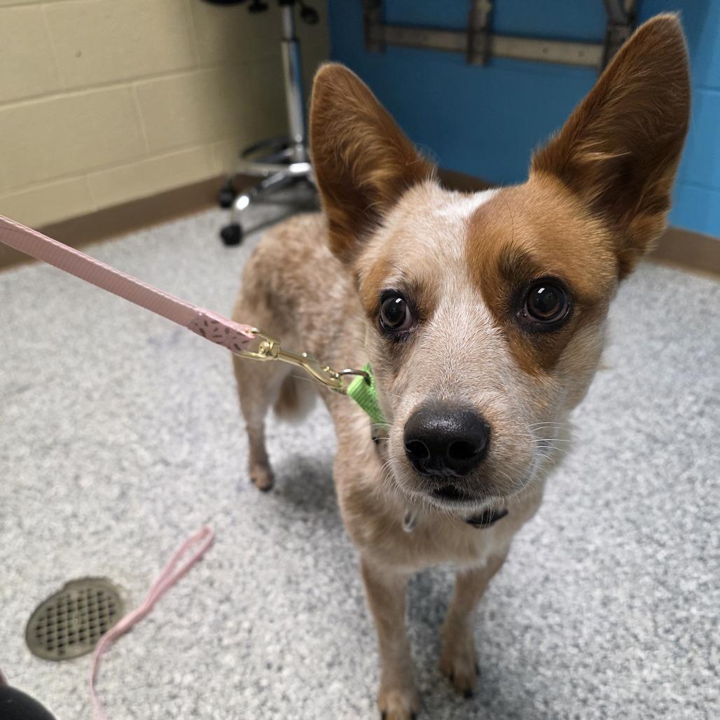 Copper, a Adoptable mixed breed in Cheyenne, WY image 2/3