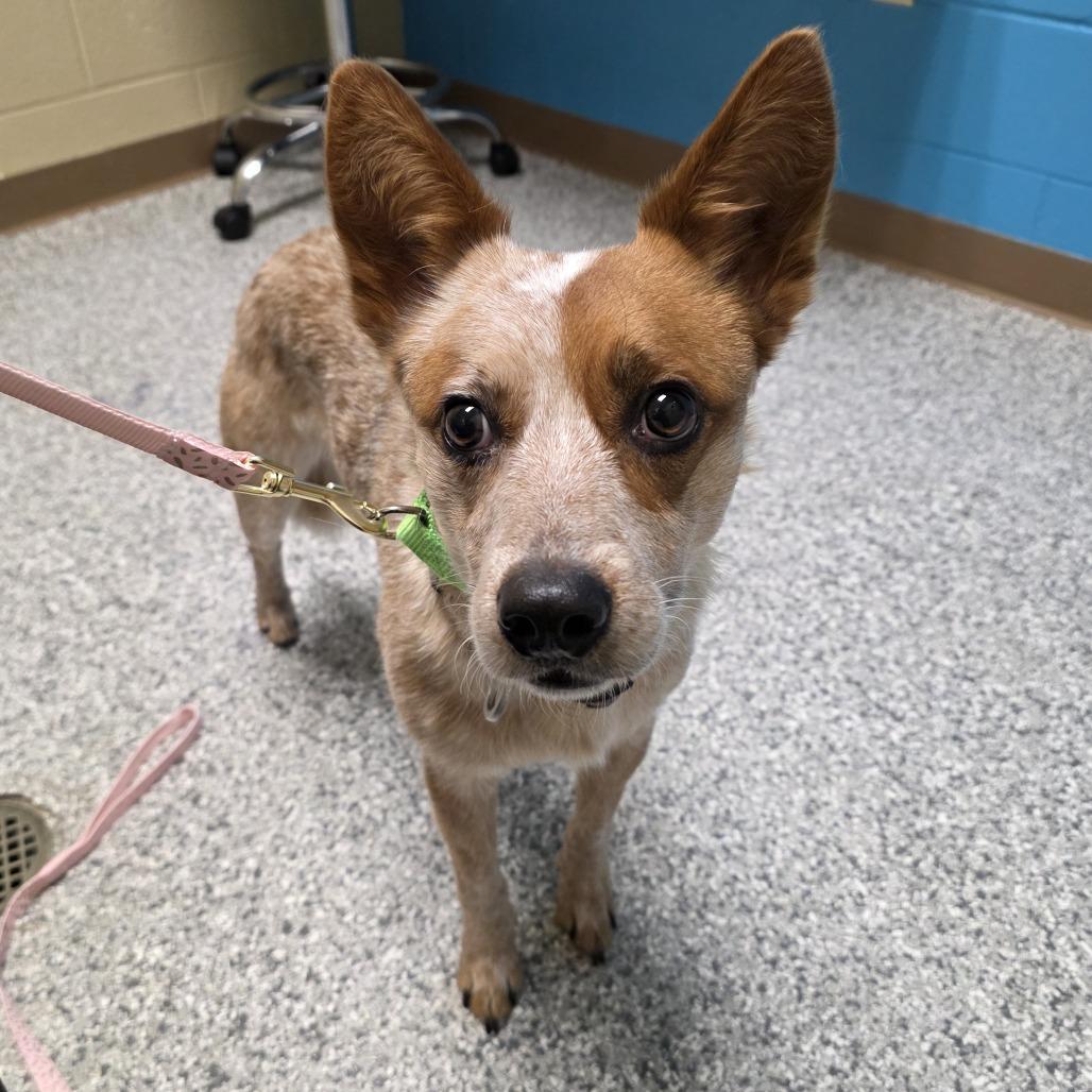 Copper, a Adoptable mixed breed in Cheyenne, WY image 3/3