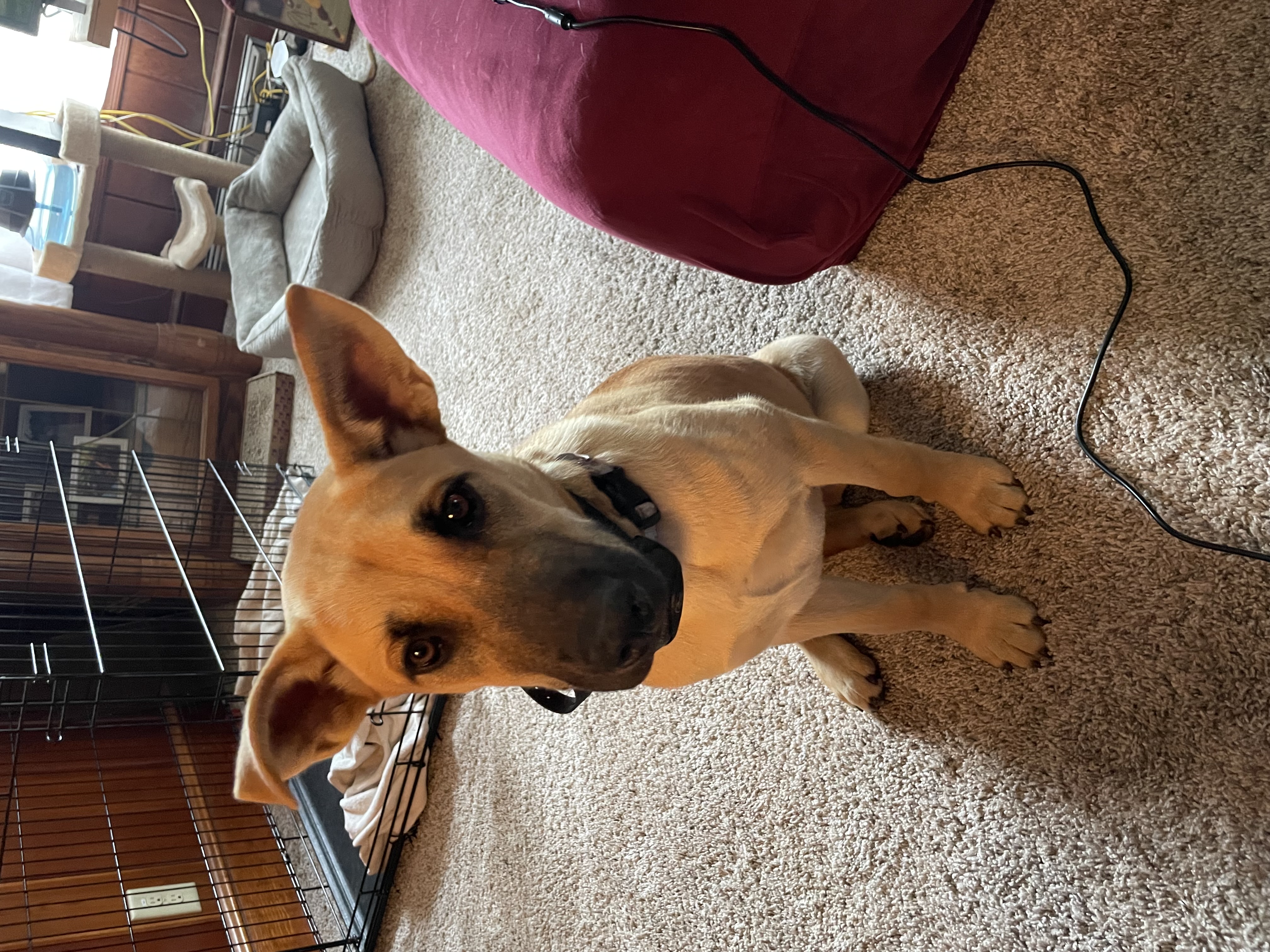 Angel, a Adopted mixed breed in Columbia, MD image 1/4