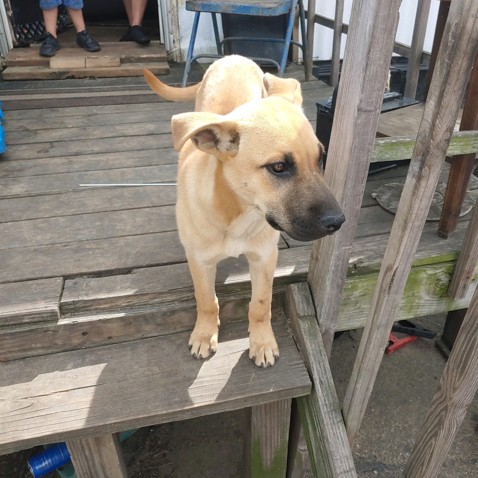 Angel, a Adopted mixed breed in Columbia, MD image 3/4