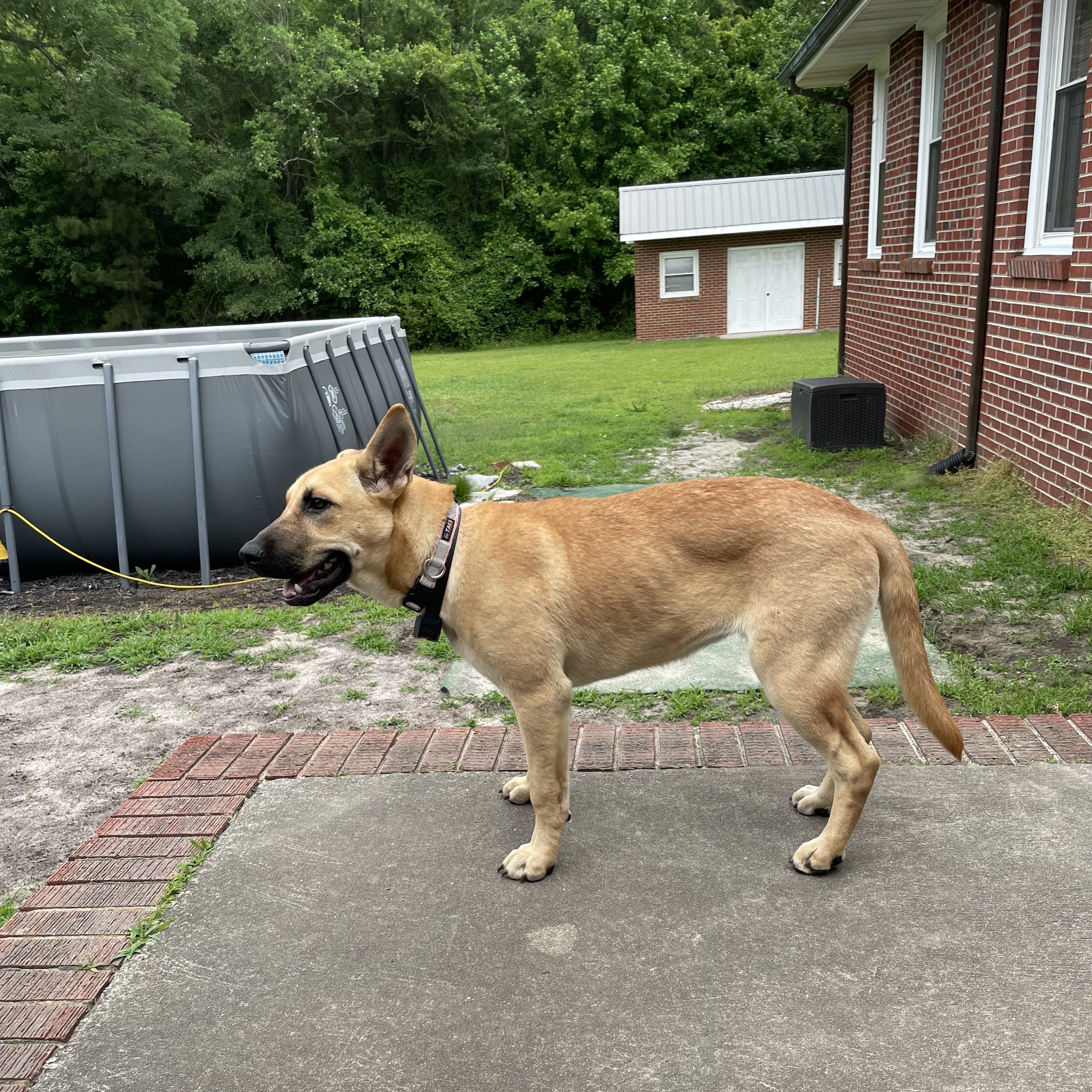 Angel, a Adopted mixed breed in Columbia, MD image 2/4