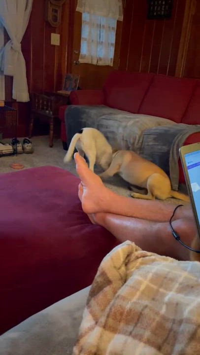 Enlarge Angel, a Adopted mixed breed in Columbia, MD video 4/4