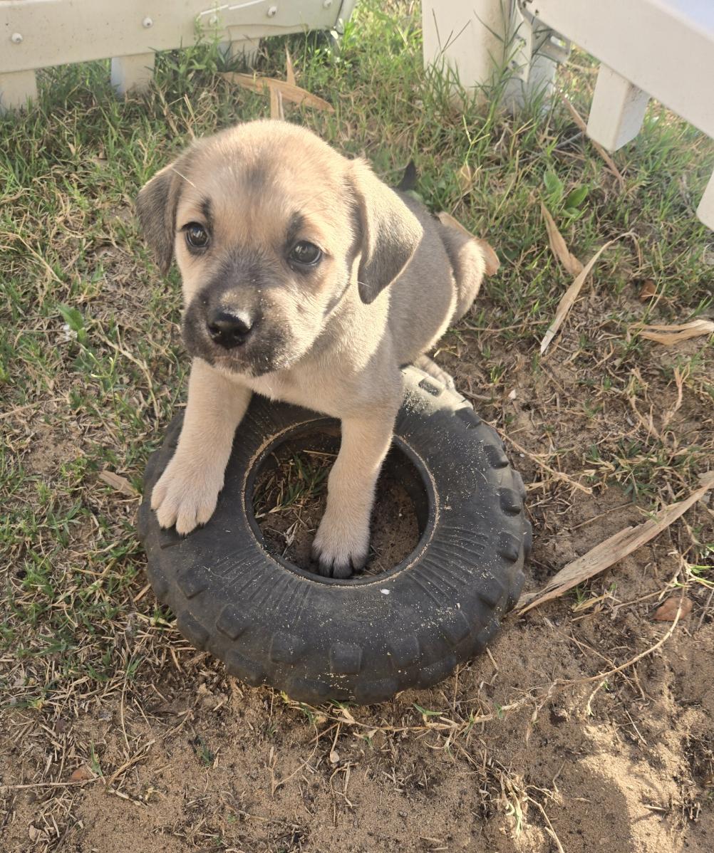 Muffin, adoptable, Puppy Female Hound.