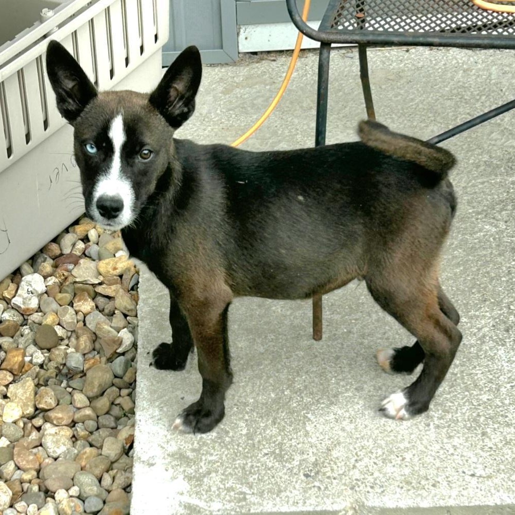 https://www.petfinder.com/dog/newton-78973447/ky/louisville/humane-society-of-scott-county-indiana-in428/?referrer_id=695155d0-c0e2-4f0a-820e-c25d95199e10&utm_source=api&utm_medium=partnership&utm_content=695155d0-c0e2-4f0a-820e-c25d95199e10