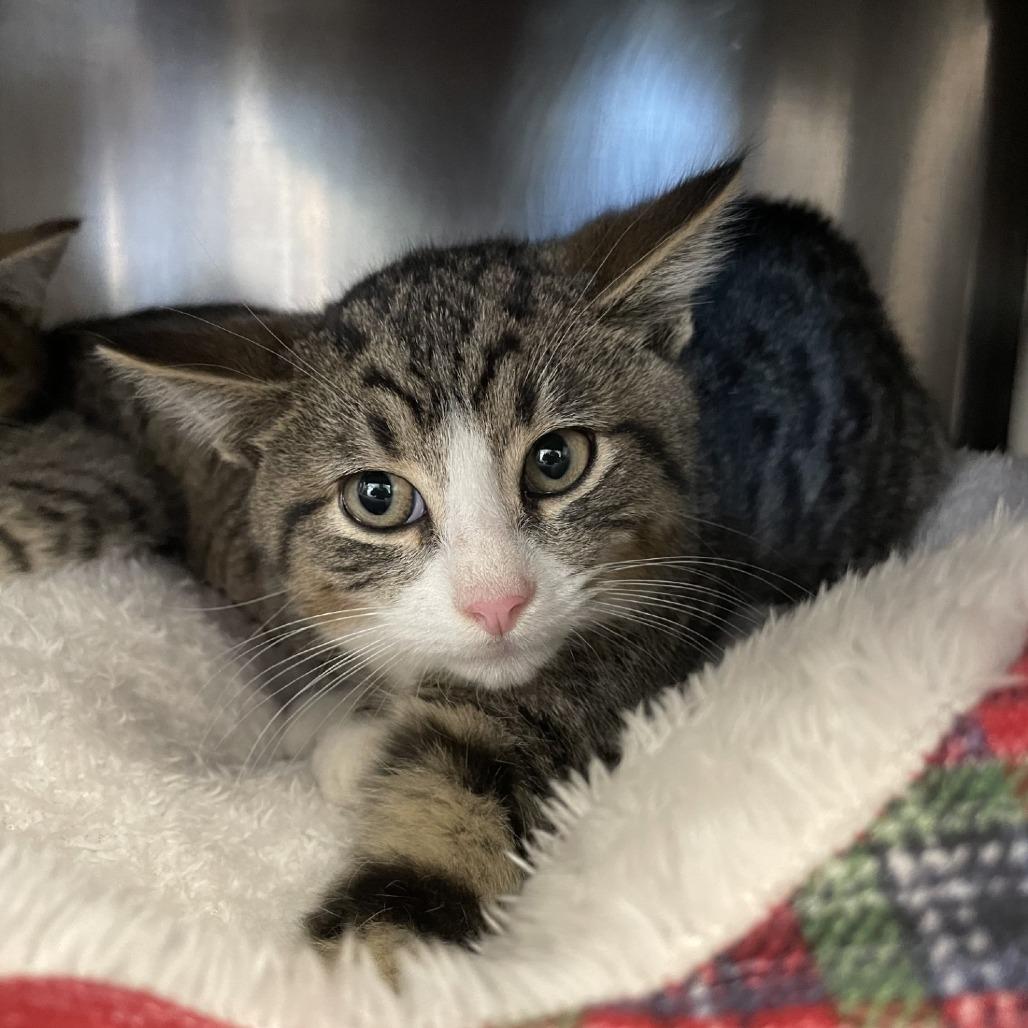 Enlarge Punkin Pie, a Adoptable Domestic Short Hair in Brockton, MA image 1/3