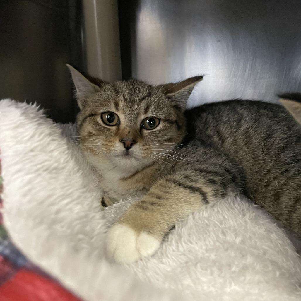 Enlarge Punkin Pie, a Adoptable Domestic Short Hair in Brockton, MA image 2/3