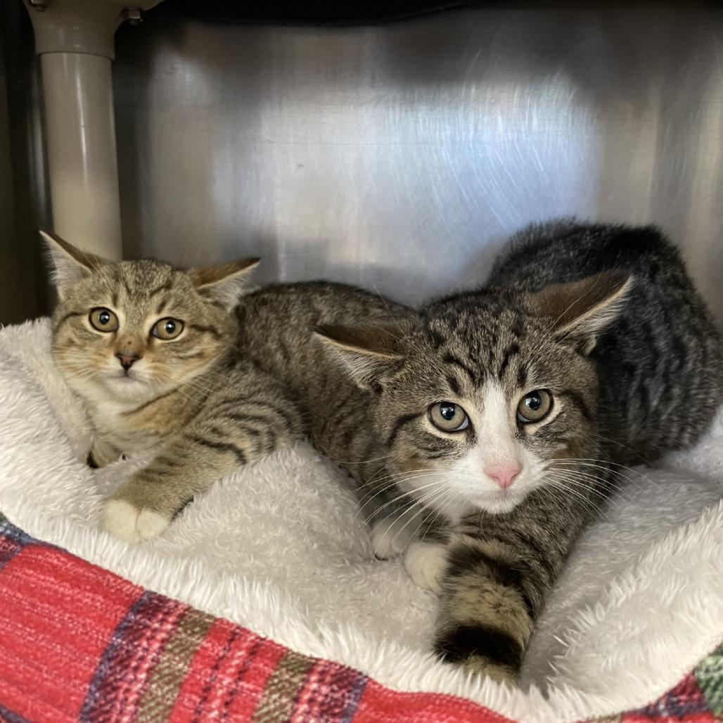 Enlarge Punkin Pie, a Adoptable Domestic Short Hair in Brockton, MA image 3/3