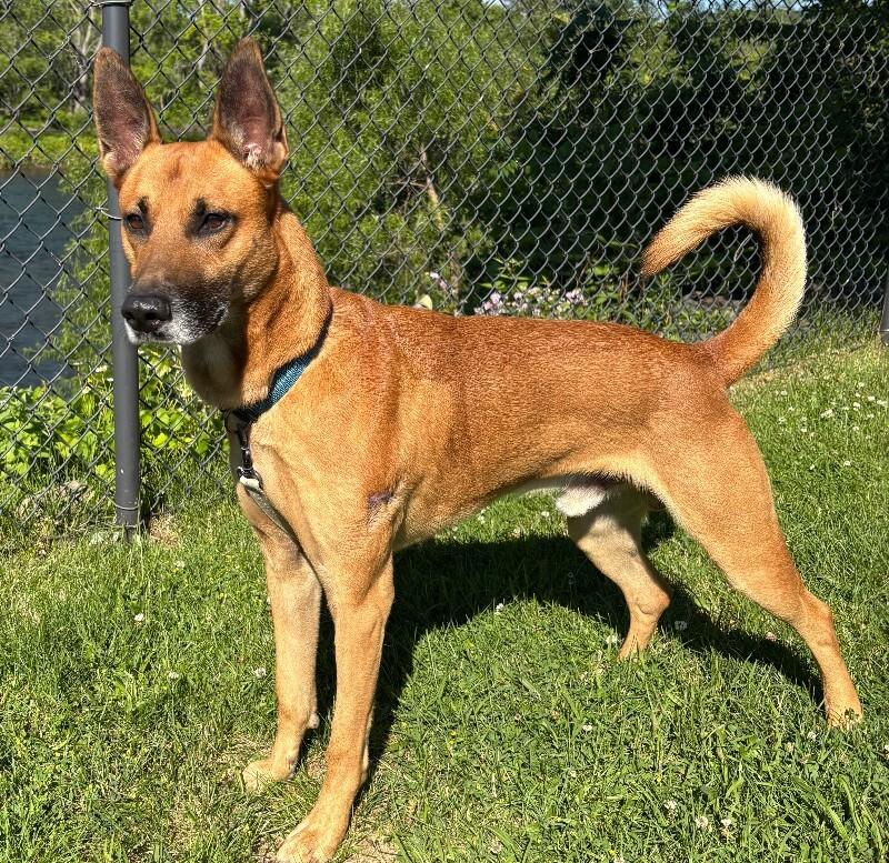 Enlarge Terry, a Adoptable Belgian Shepherd / Malinois in Warren, PA image 1/1