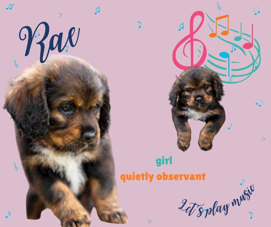 Enlarge Rae, a Adoptable Cocker Spaniel in Austin, TX image 1/6
