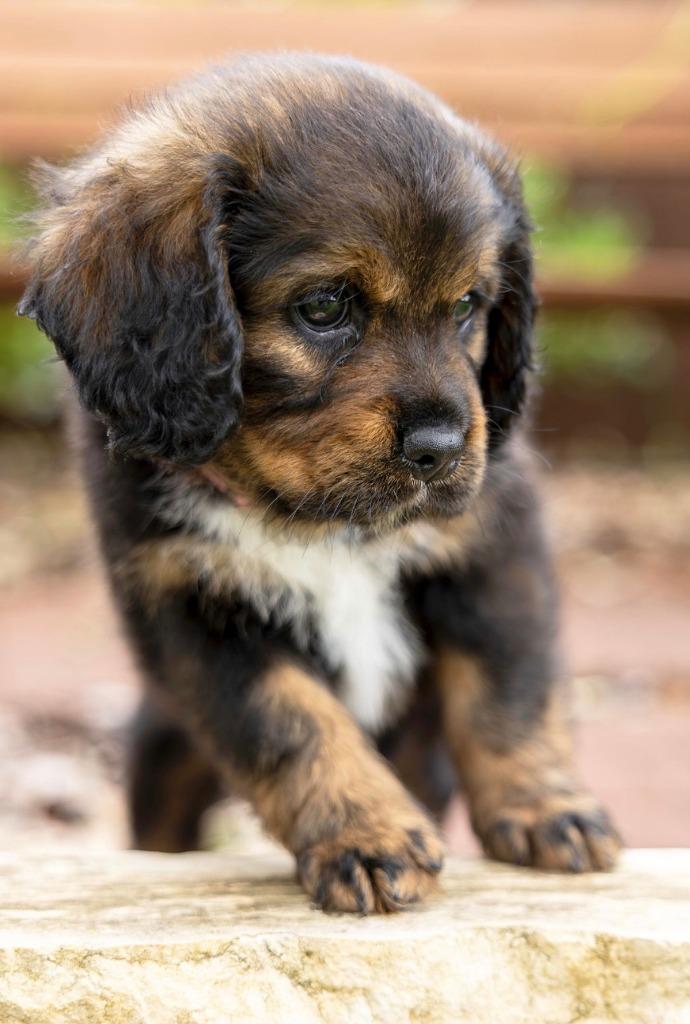 Enlarge Rae, a Adoptable Cocker Spaniel in Austin, TX image 3/6