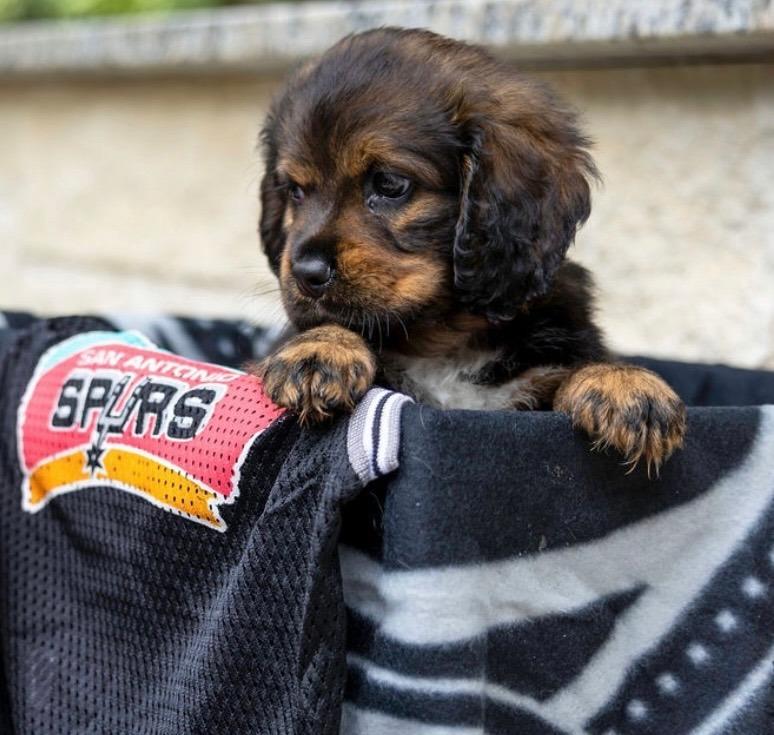 Enlarge Rae, a Adoptable Cocker Spaniel in Austin, TX image 4/6