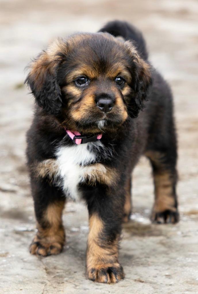 Enlarge Rae, a Adoptable Cocker Spaniel in Austin, TX image 6/6