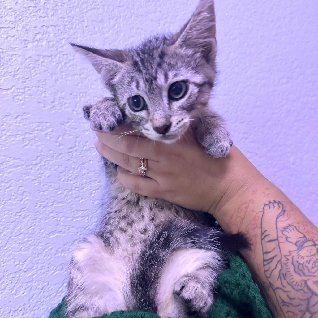 Dewy, a Adoptable Domestic Short Hair in Waco, TX image 1/2