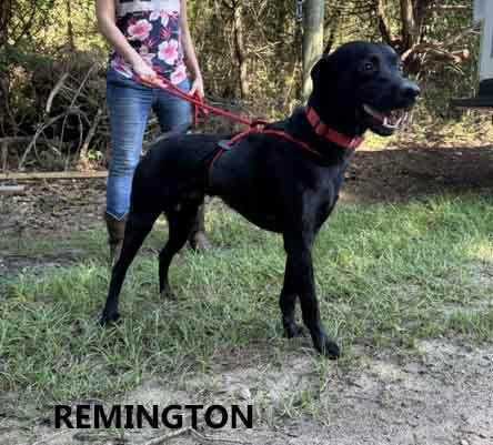Remington, an adopted mixed breed in Washington, GA image 2/2