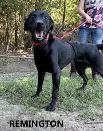 Remington, adopted, Adult Male Labrador Retriever.