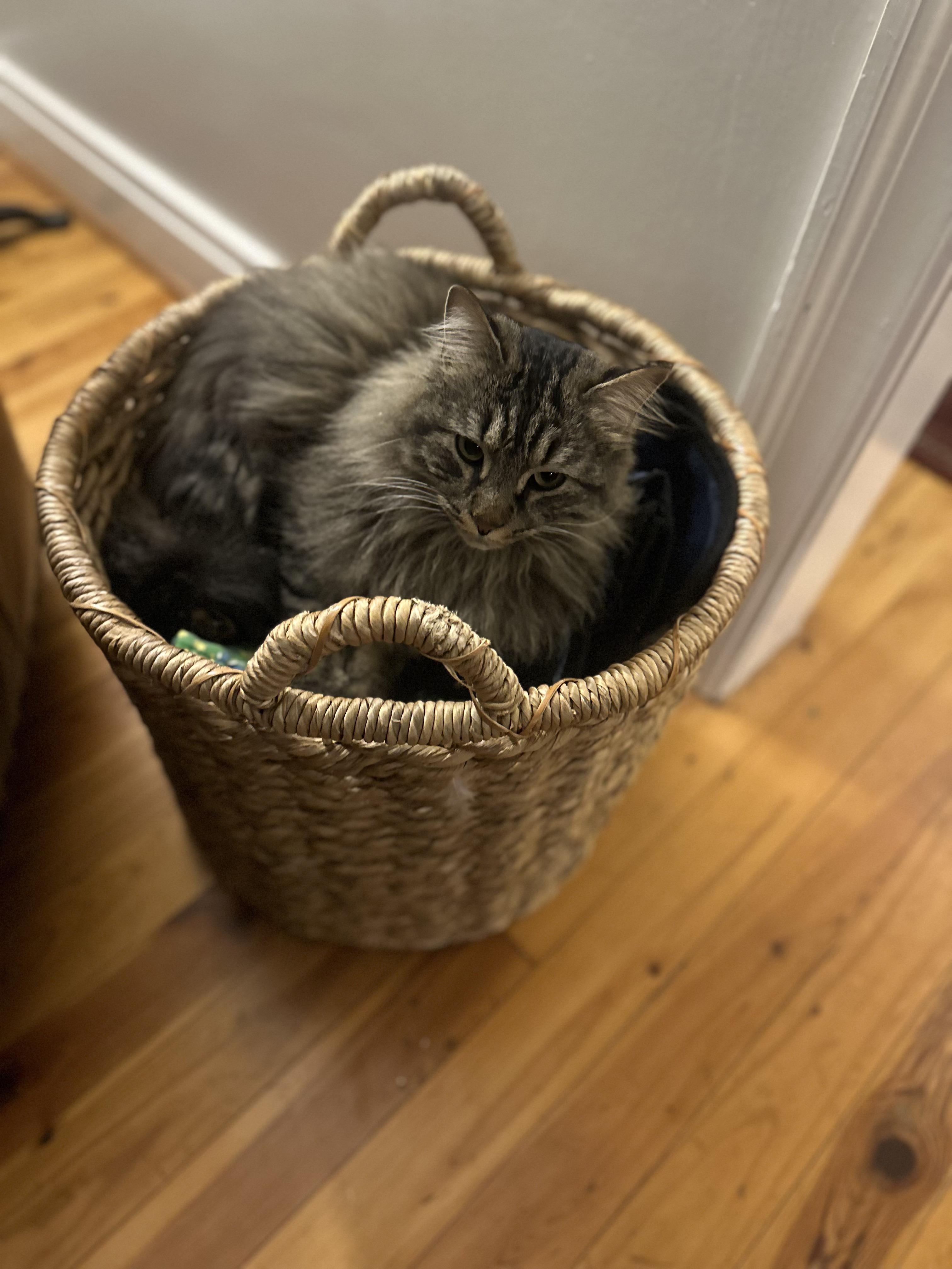 Enlarge Baby Bear, an adoptable Domestic Long Hair in Nashville, TN image 2/2
