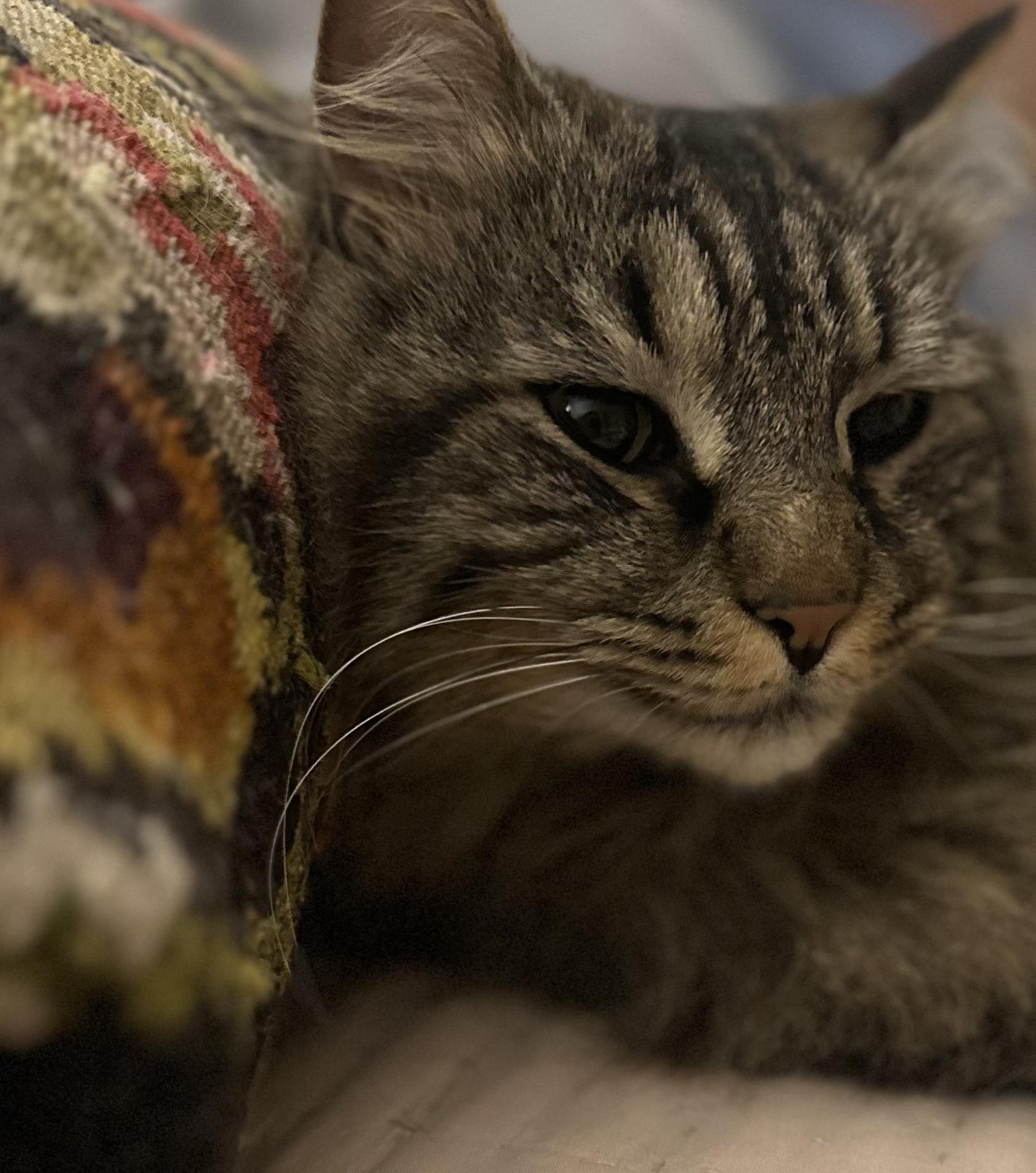 Baby Bear, adoptable, Adult Male Domestic Long Hair.
