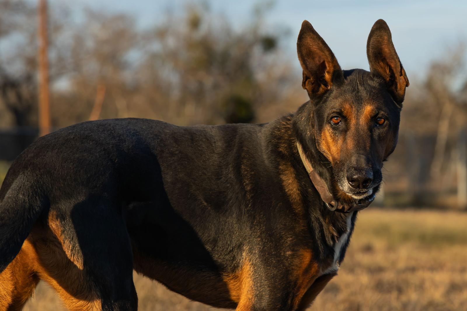 Charlie, Adoptable, Adult Male German Shepherd Dog.