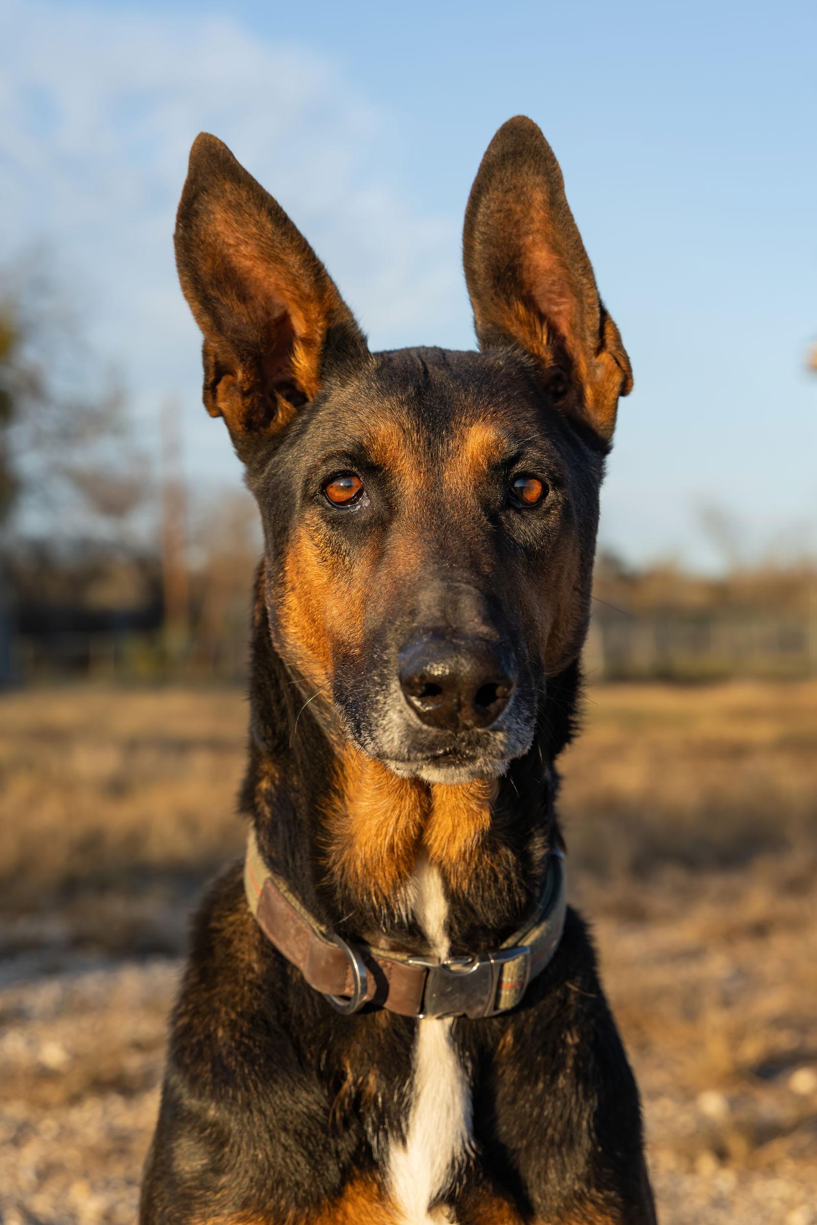 Enlarge Charlie, a Adoptable German Shepherd Dog in San Antonio, TX image 2/3