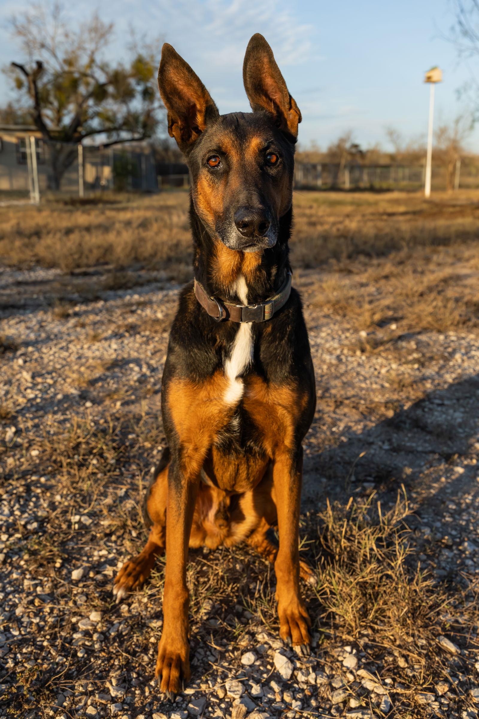 Enlarge Charlie, a Adoptable German Shepherd Dog in San Antonio, TX image 3/3