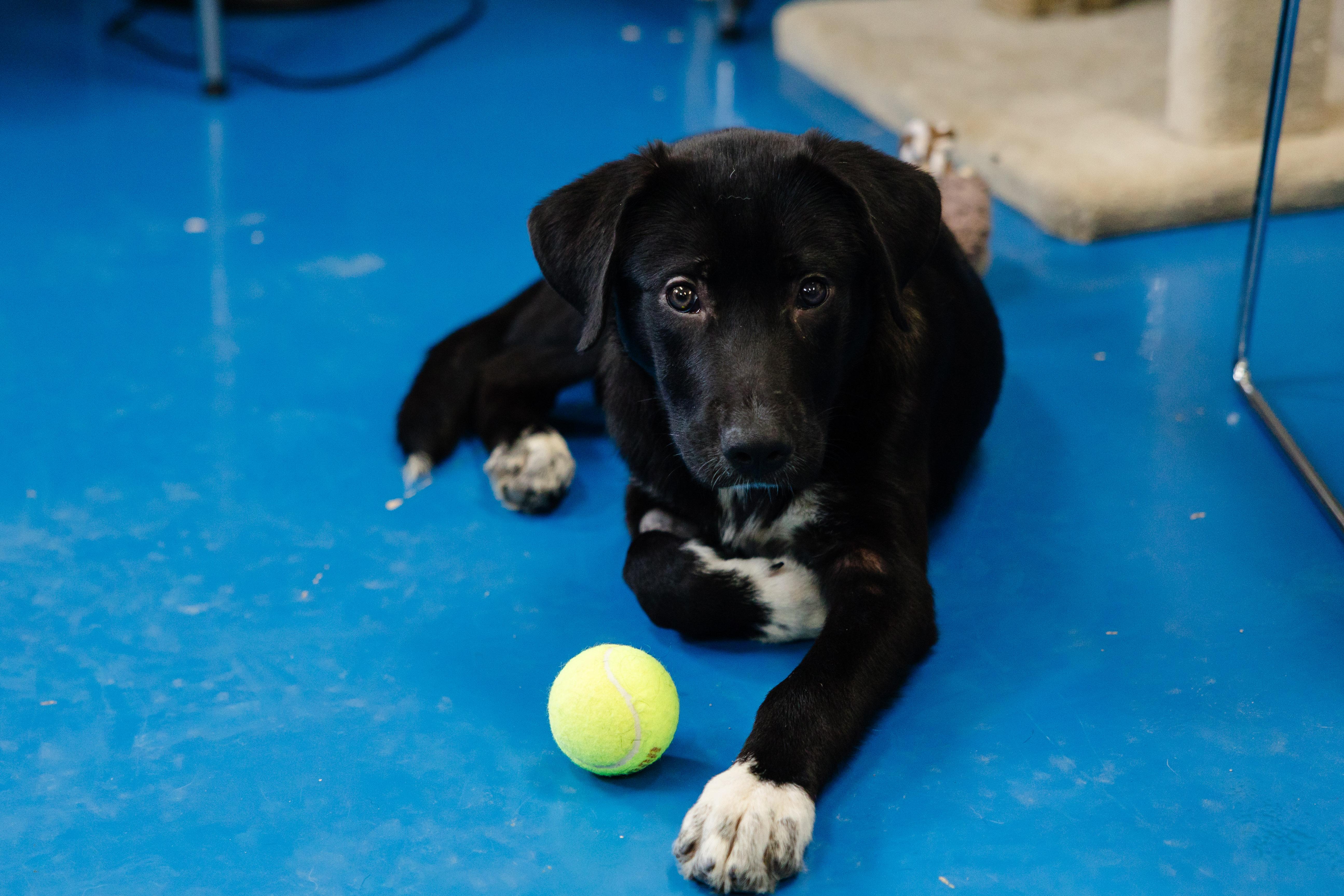 Enlarge Great Value, a Adopted mixed breed in Newburgh, IN image 1/3