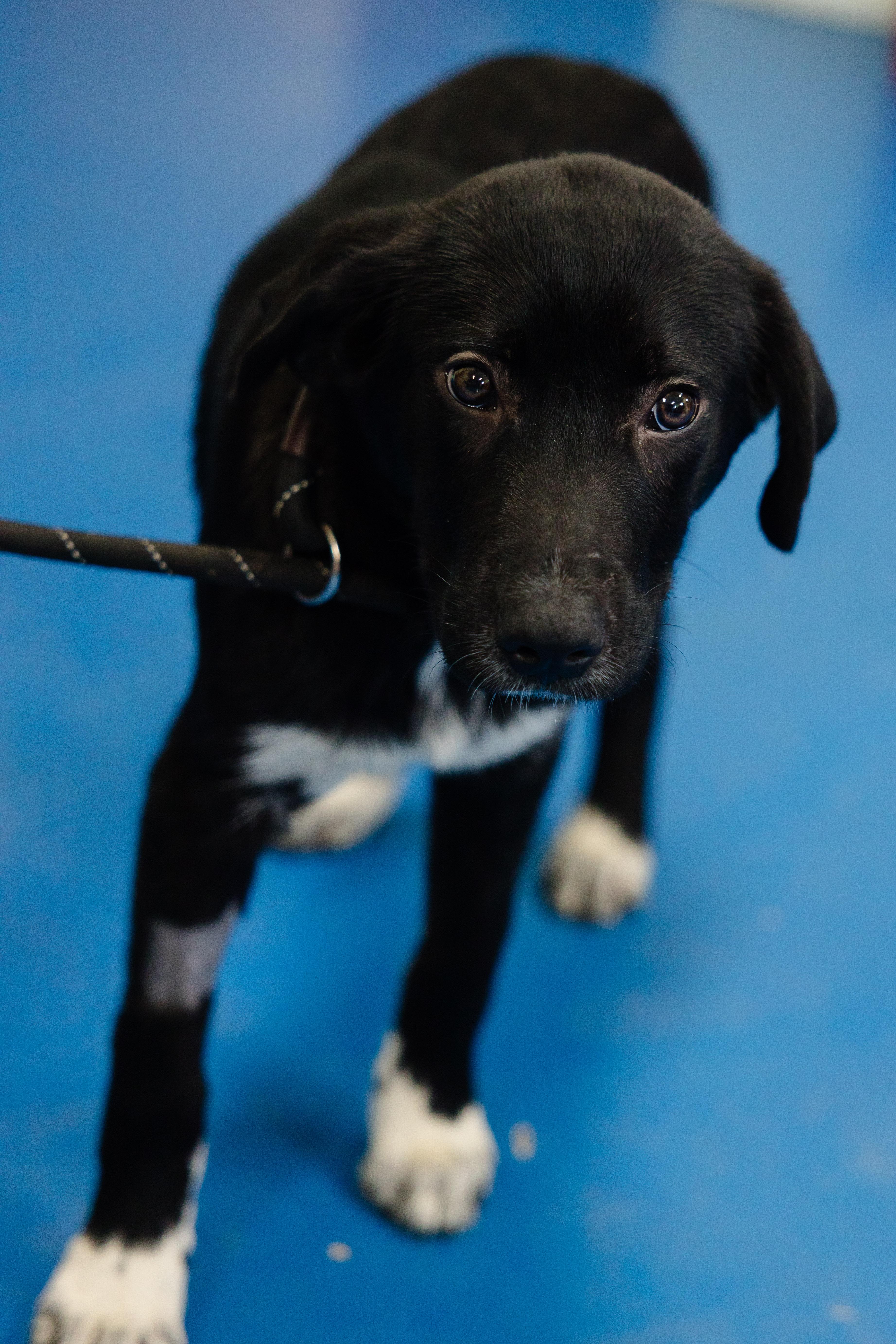Enlarge Great Value, a Adopted mixed breed in Newburgh, IN image 2/3