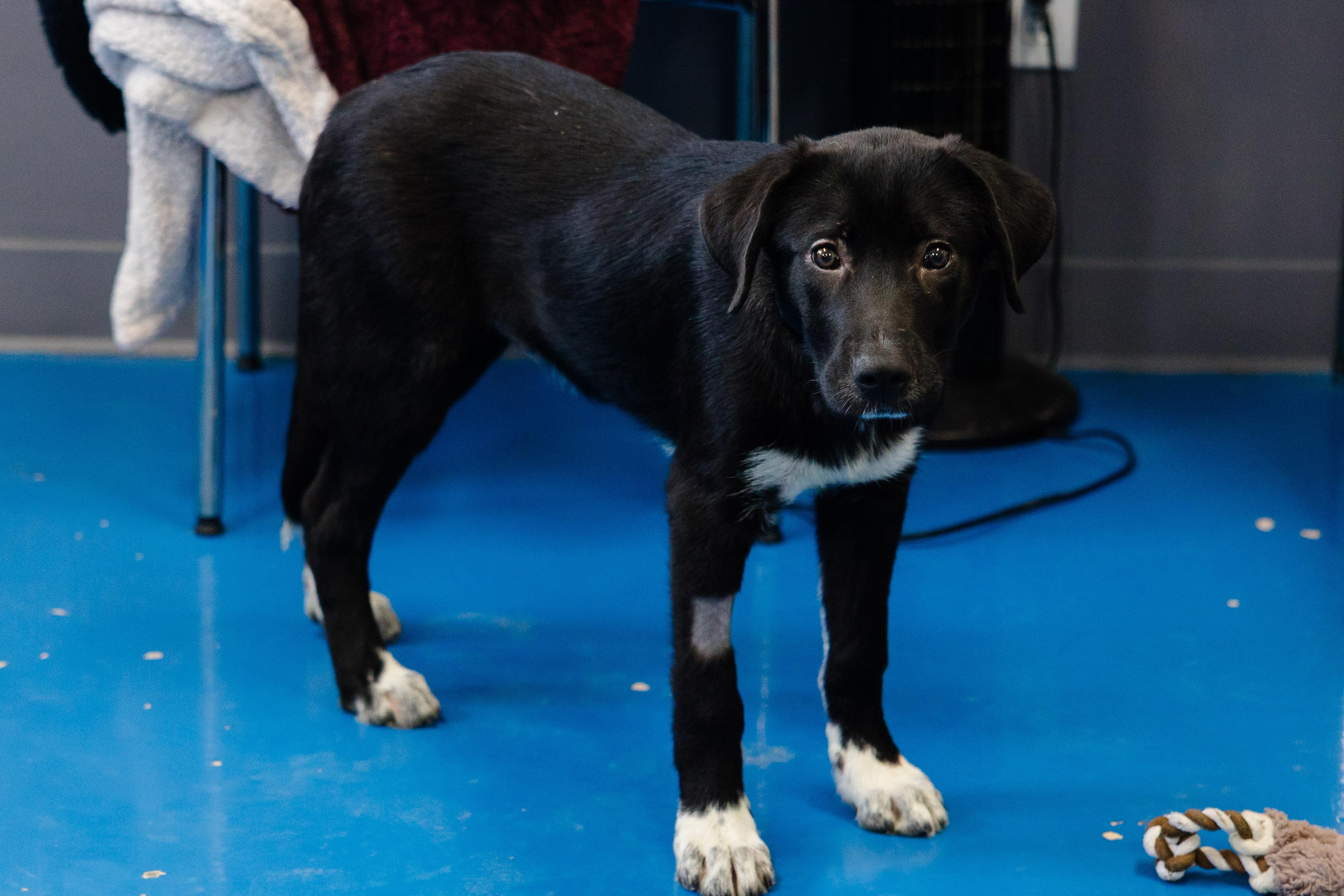 Enlarge Great Value, a Adopted mixed breed in Newburgh, IN image 3/3