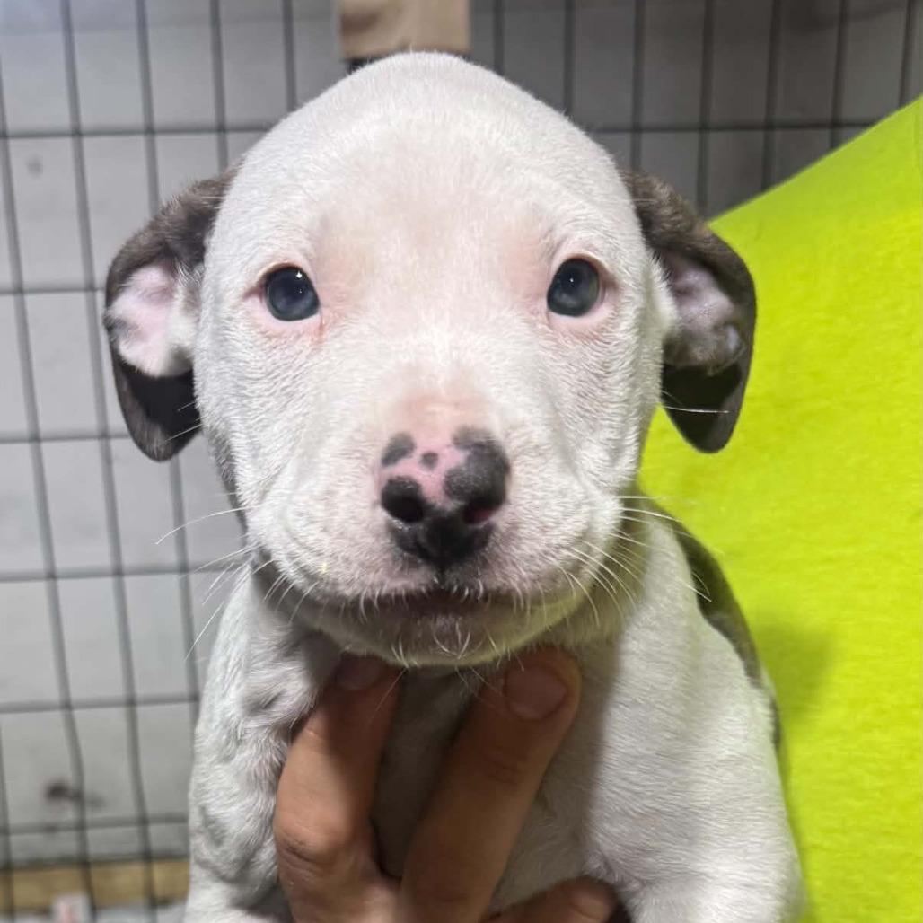 Enlarge Schnapps, a Adoptable Mixed Breed in DeKalb, IL image 1/1