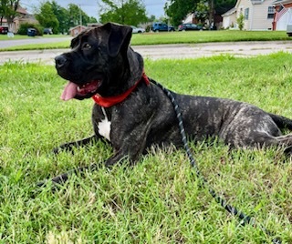 Mandi Sue “Baby” - Sanctuary, a Adoptable mixed breed in Oklahoma City, OK image 1/9