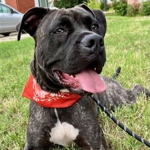 Mandi Sue “Baby” - Sanctuary, a Adoptable mixed breed in Oklahoma City, OK image 4/9