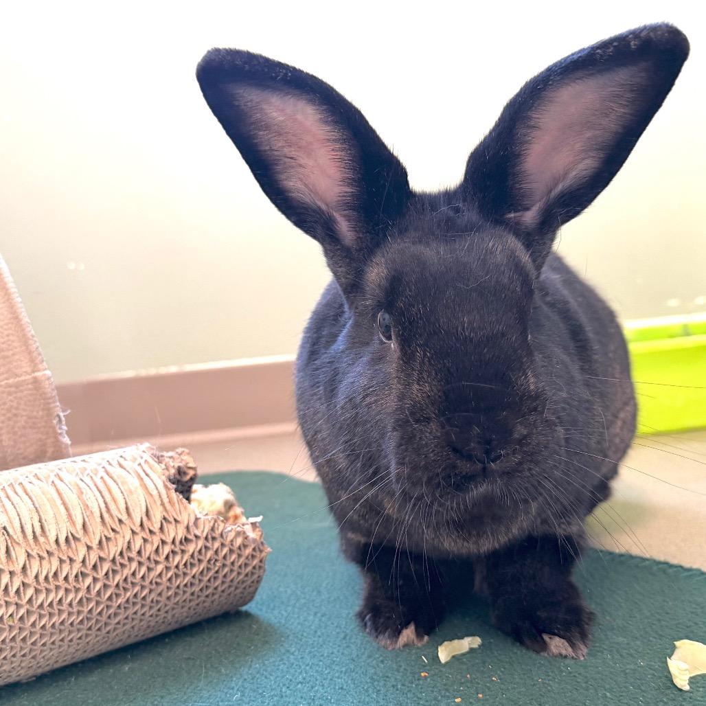 Ralphie, Adoptable, Adult Male New Zealand.