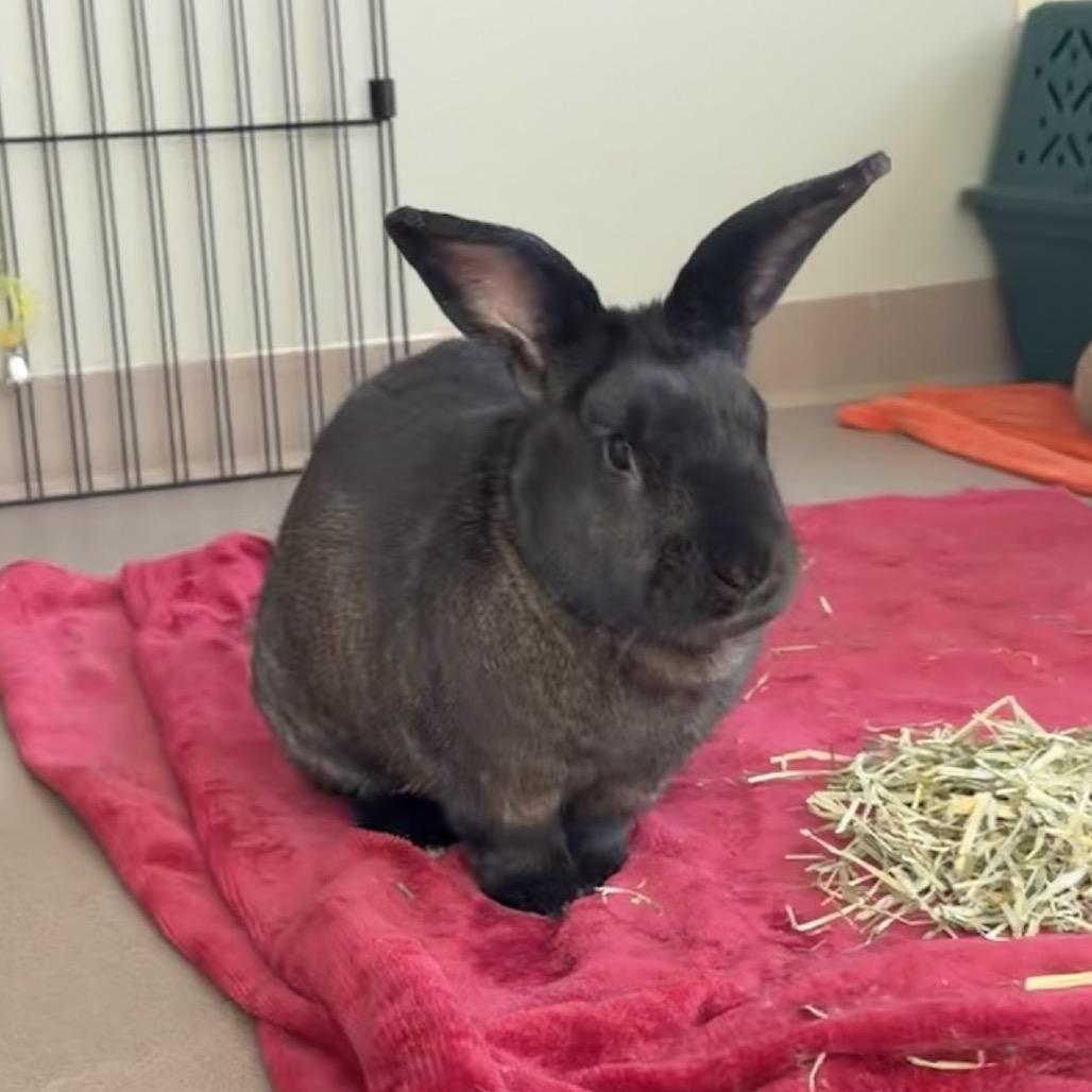 Enlarge Ralphie, a Adoptable New Zealand in Middlebury, VT image 2/5