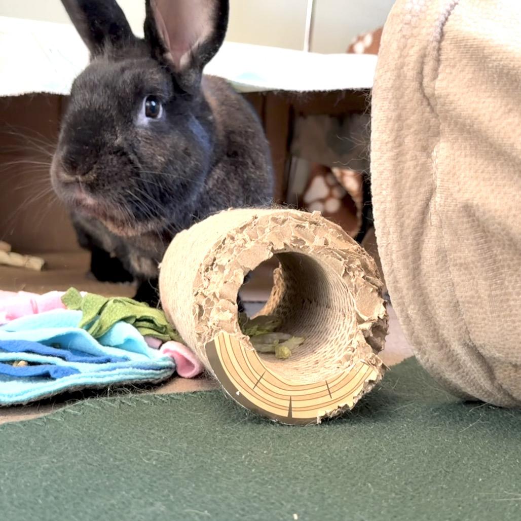 Enlarge Ralphie, a Adoptable New Zealand in Middlebury, VT image 3/5