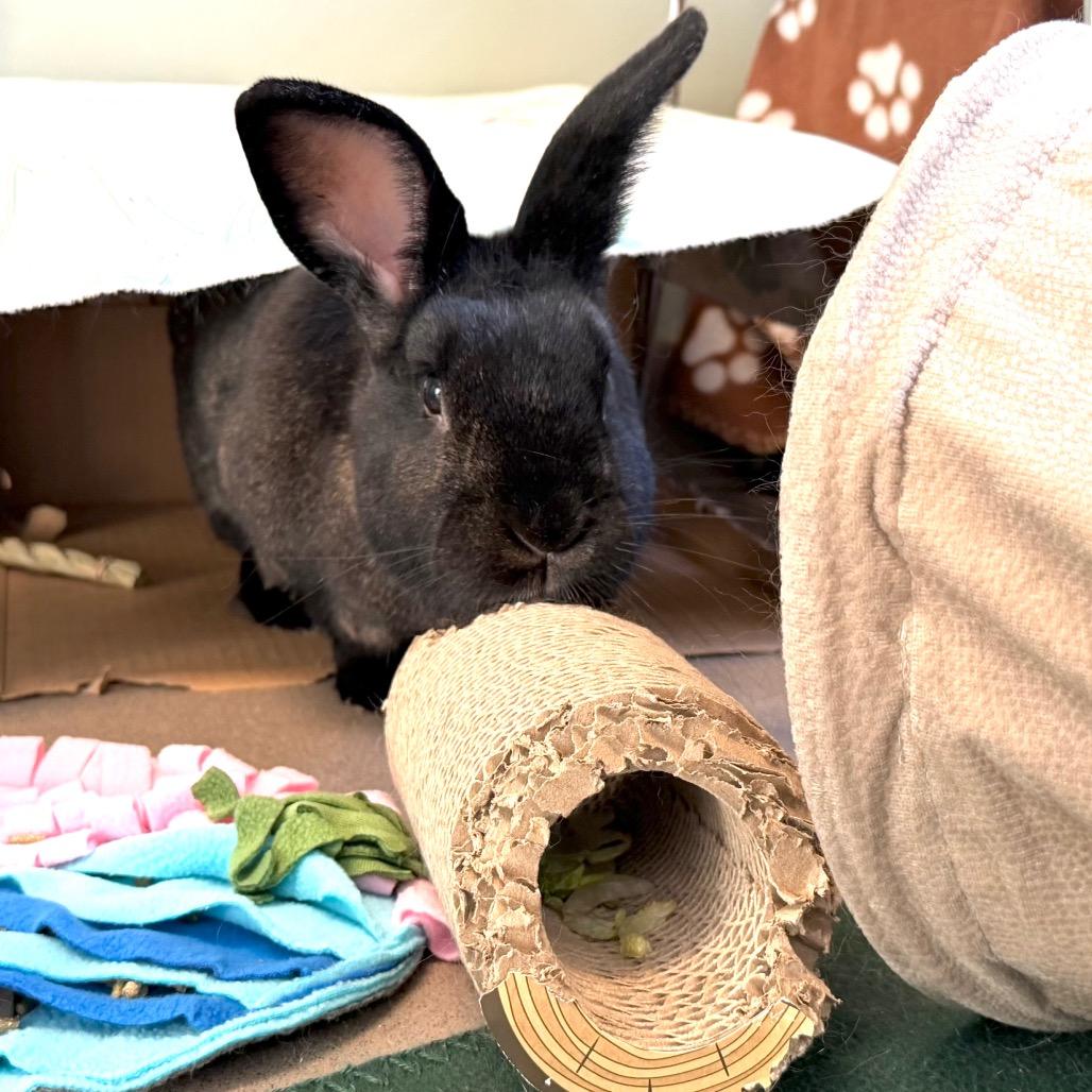 Enlarge Ralphie, a Adoptable New Zealand in Middlebury, VT image 4/5