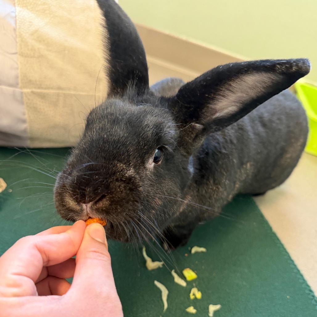 Enlarge Ralphie, a Adoptable New Zealand in Middlebury, VT image 5/5