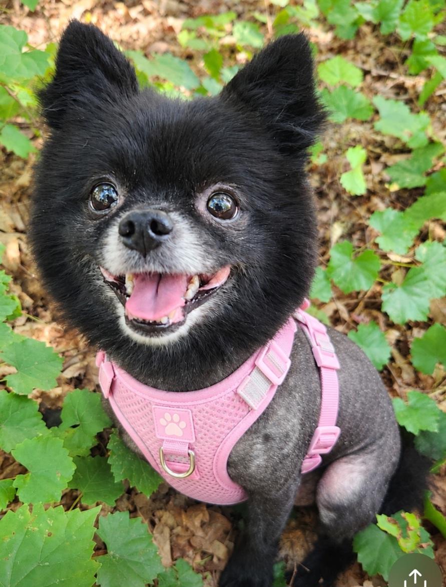 Abby, Adopted, Adult Female Pomeranian.