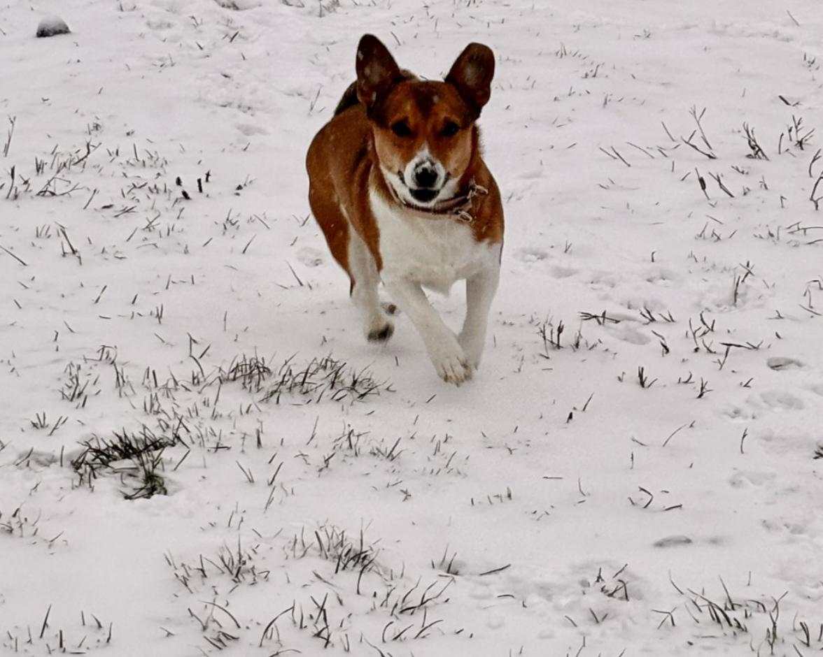 Enlarge Milo, a ADOPTABLE mixed breed in Carey, OH image 2/4