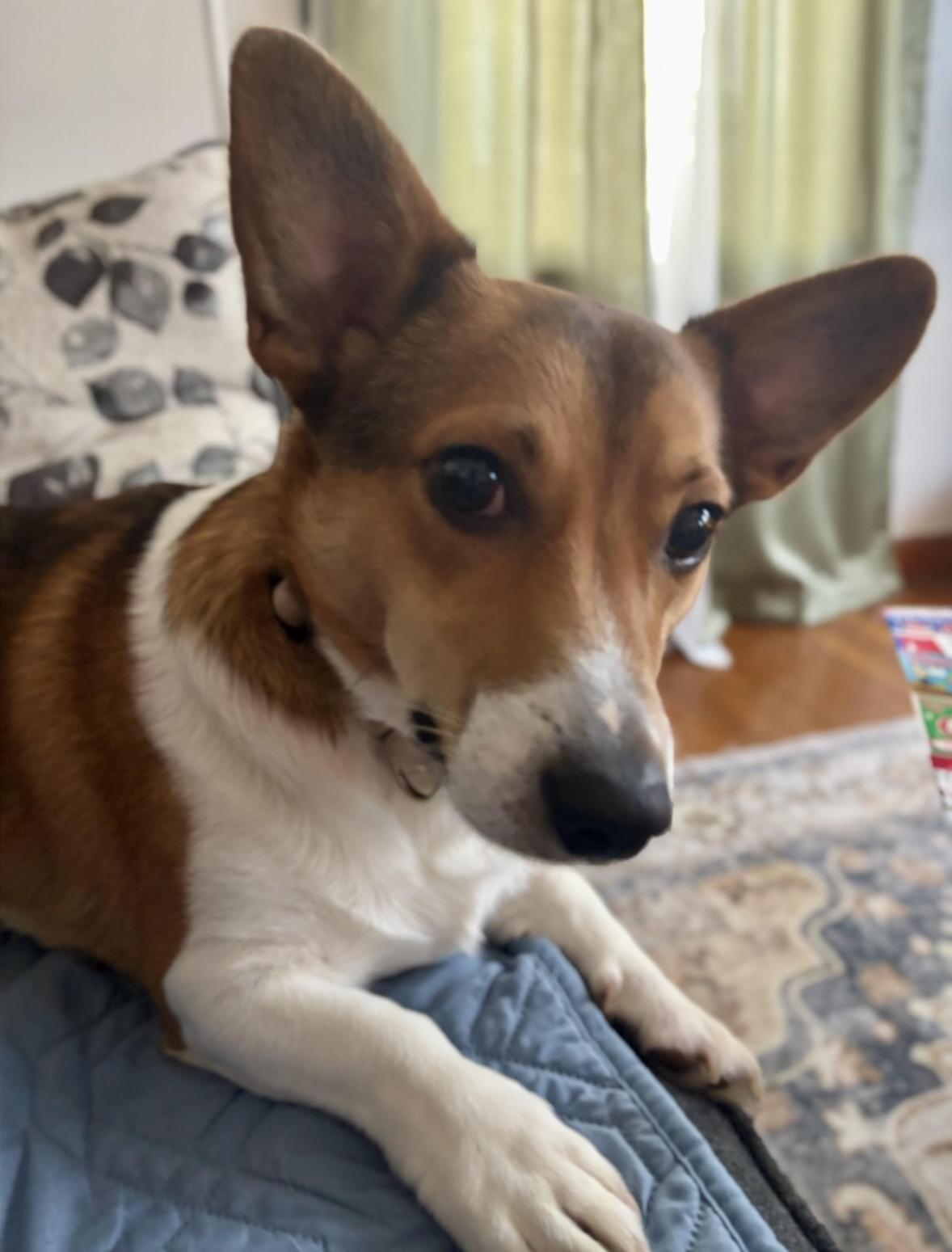Milo, ADOPTABLE, Young Male Pembroke Welsh Corgi & Jack Russell Terrier.
