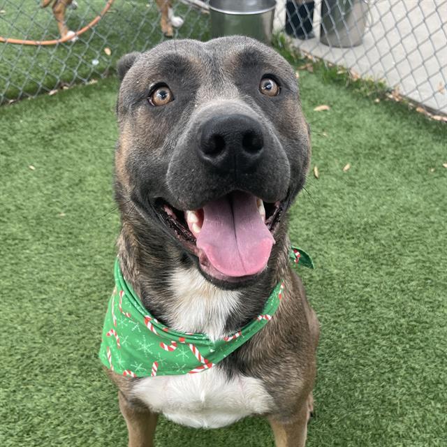 FLICKER, Adoptable, Adult Male Mixed Breed.