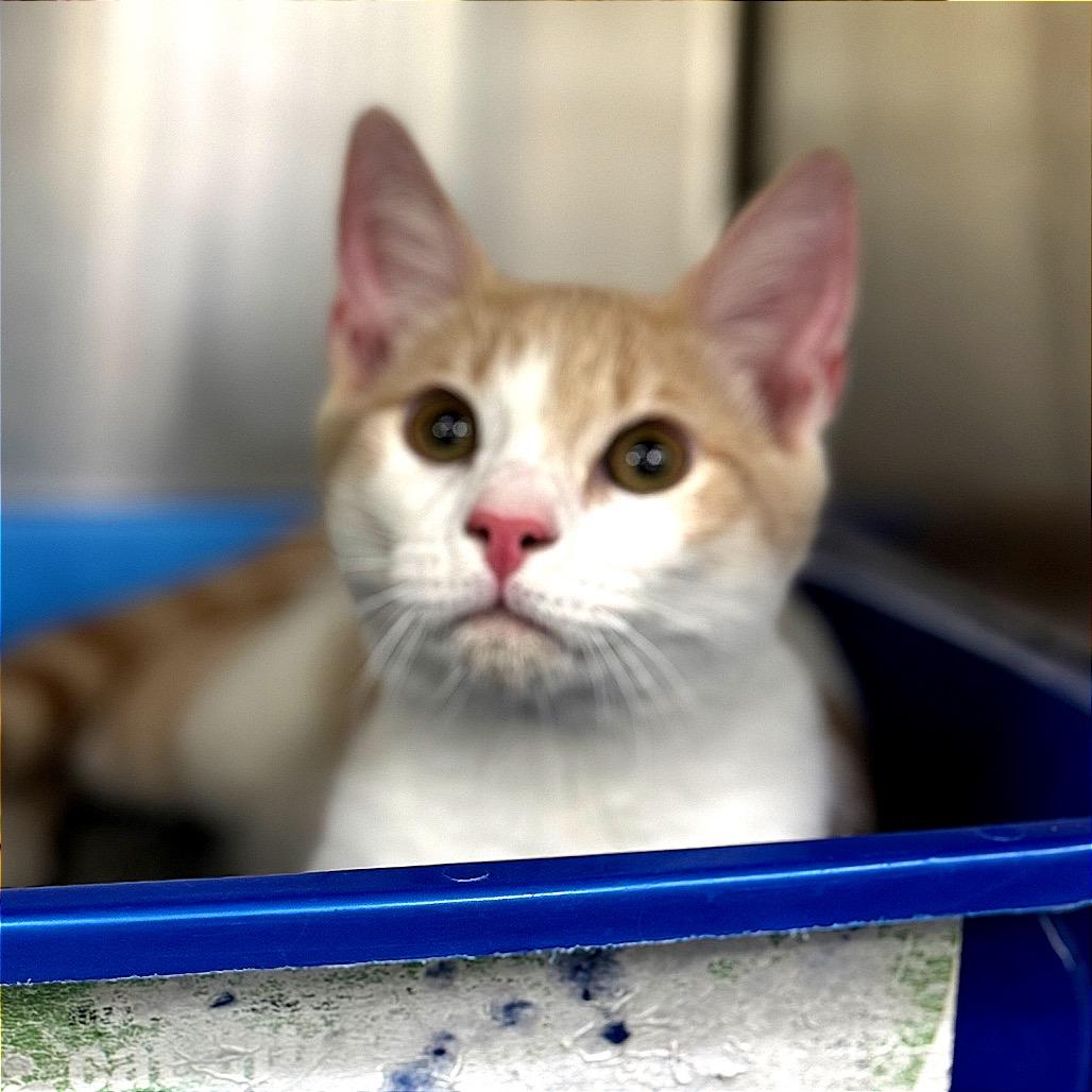 Winterfell, a Adoptable Domestic Short Hair in Auburn, AL image 1/6