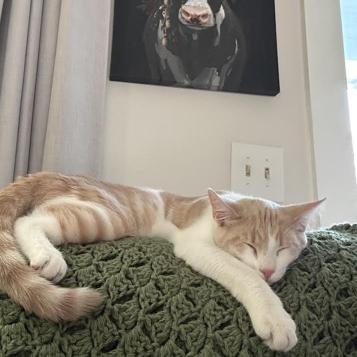 Winterfell, a Adoptable Domestic Short Hair in Auburn, AL image 3/6