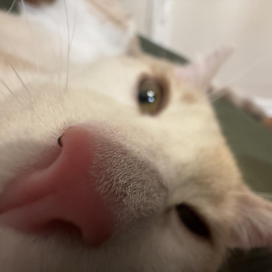 Winterfell, a Adoptable Domestic Short Hair in Auburn, AL image 5/6