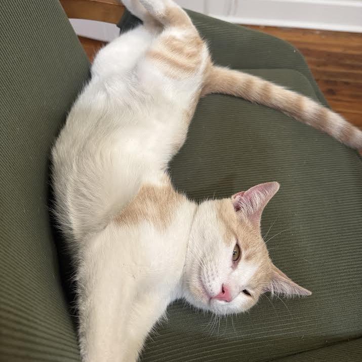 Winterfell, a Adoptable Domestic Short Hair in Auburn, AL image 6/6