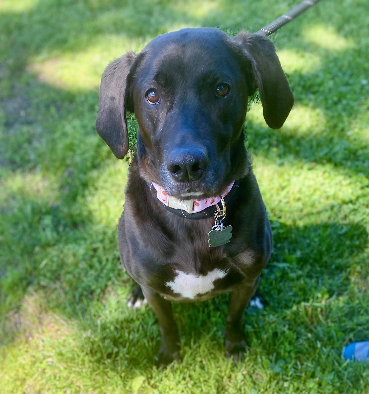 COURTESY POST Coco, ADOPTABLE, Adult Female Chocolate Labrador Retriever & Hound.