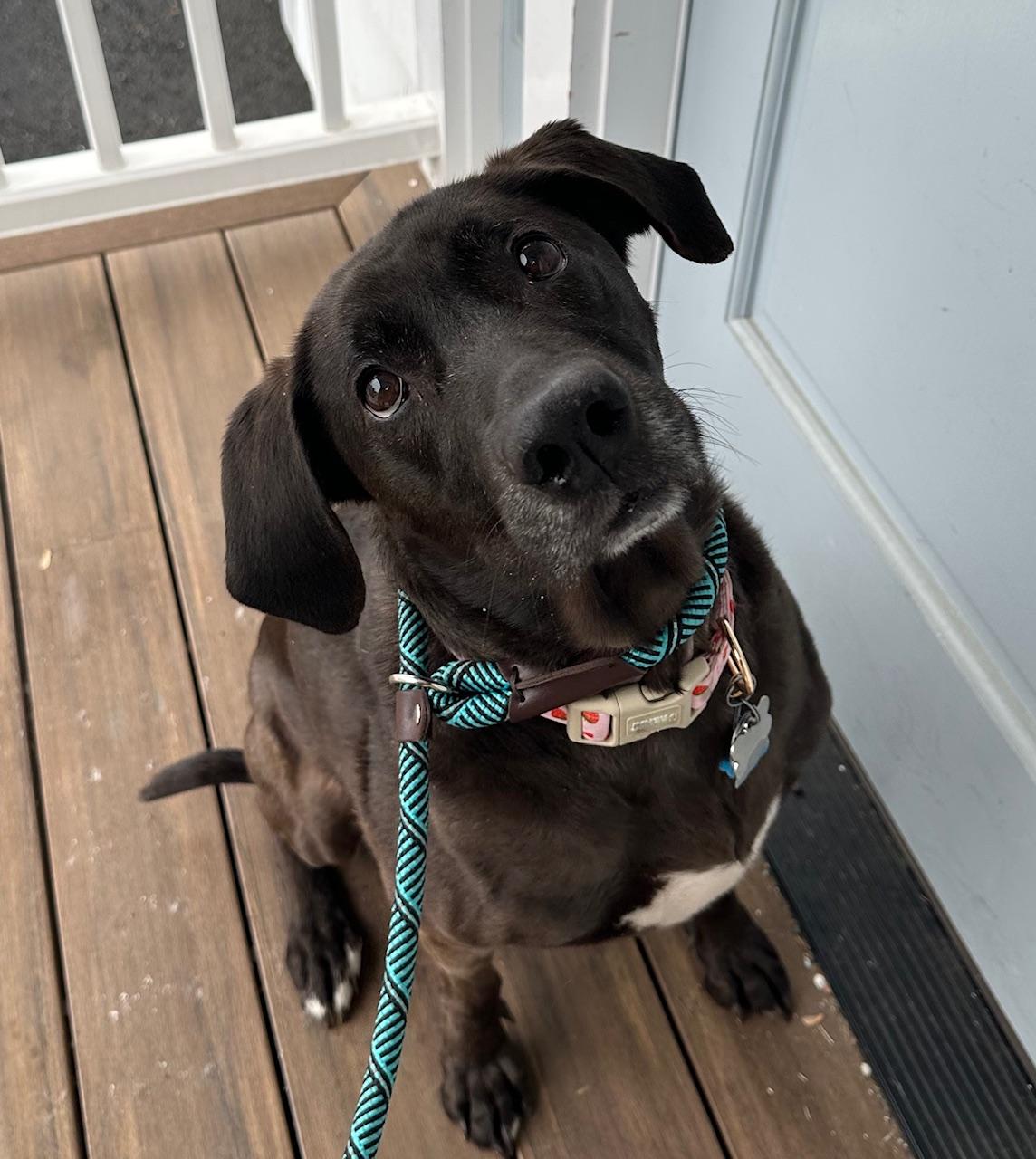 COURTESY POST Coco, a ADOPTABLE mixed breed in Westport, CT image 2/4