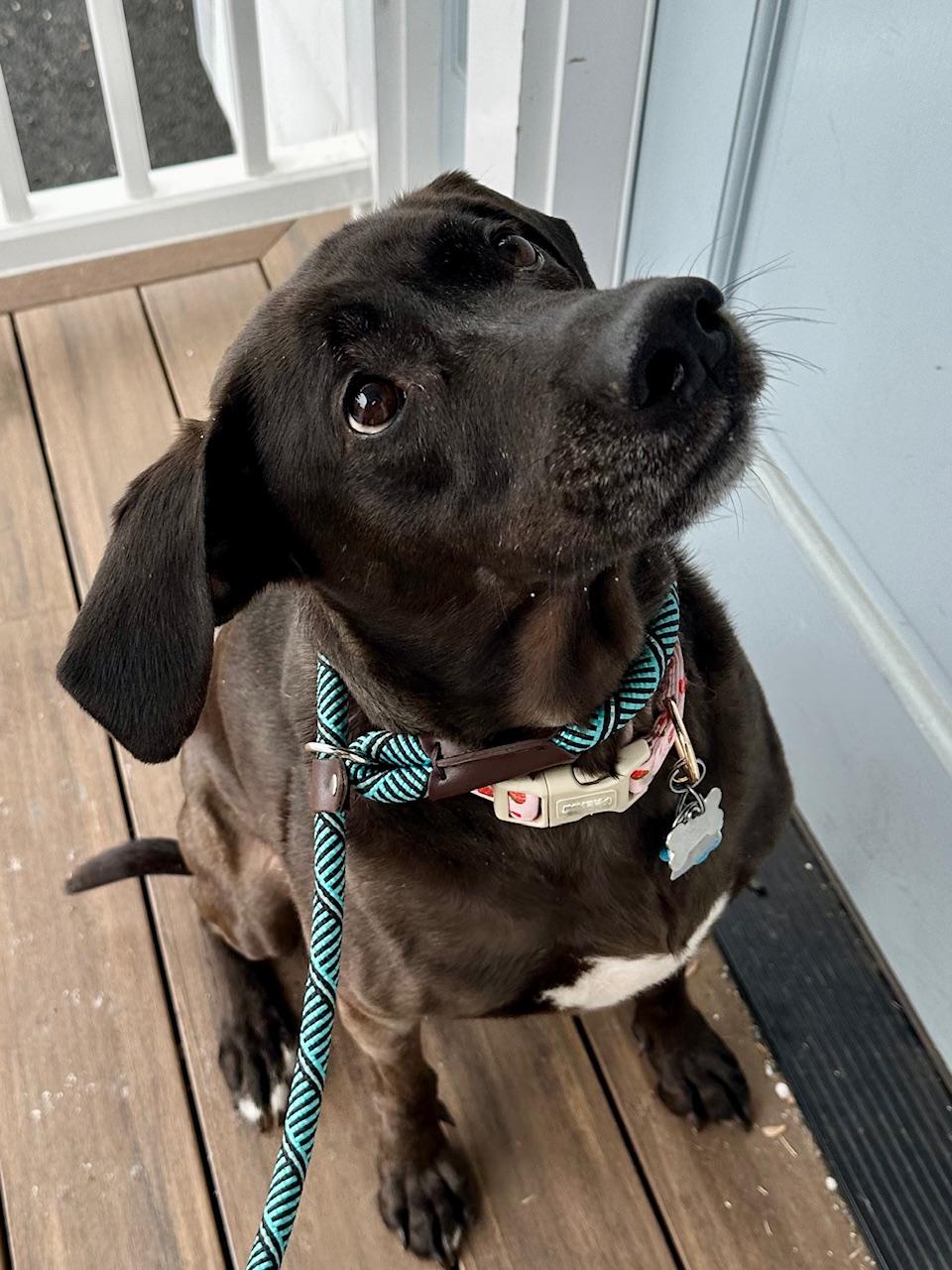 COURTESY POST Coco, a ADOPTABLE mixed breed in Westport, CT image 1/4