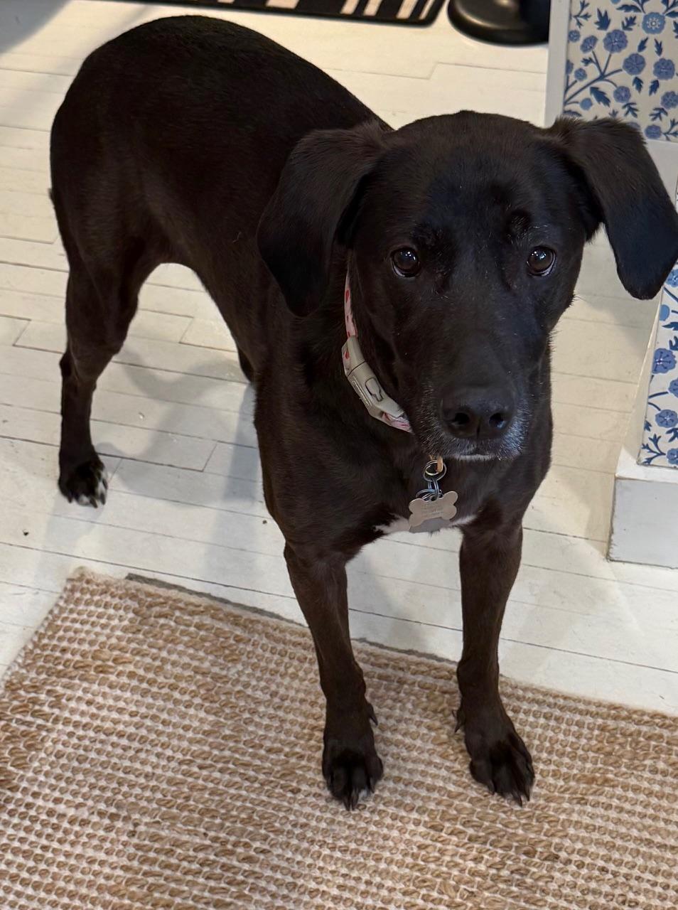 COURTESY POST Coco, a ADOPTABLE mixed breed in Westport, CT image 3/4